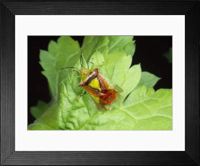 Framed Print : Parent Sheild Bug - male UK Framed Print : Parent Sheild Bug - male UK