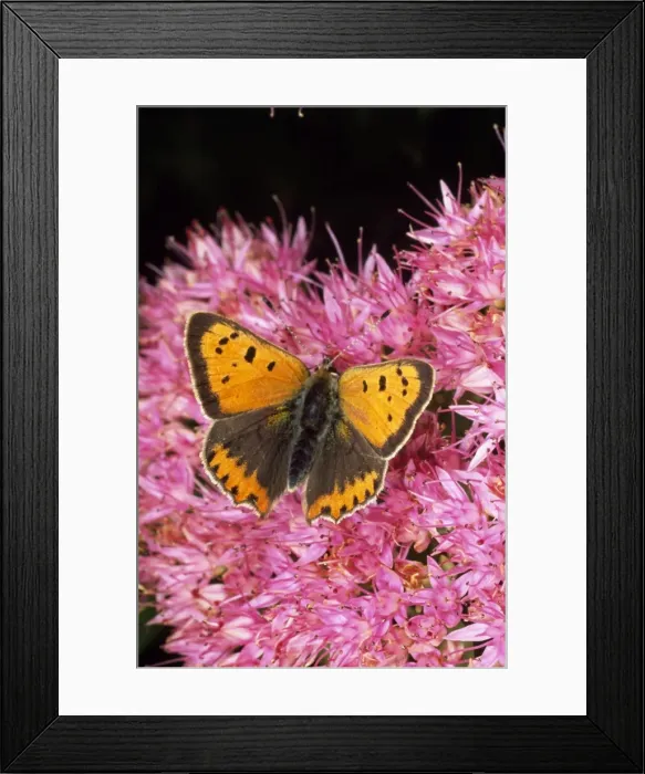 Framed Print : Small Copper Butterfly UK Framed Print : Small Copper Butterfly UK