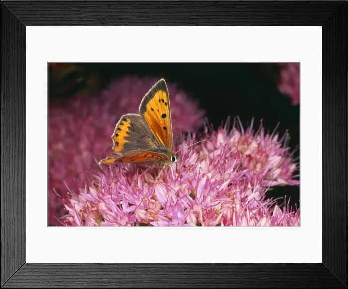 Framed Print : Small Copper Butterfly SPH 2413 UK Lycaena phlaeas © Steve Hopkin / ARDEA LONDON Framed Print : Small Copper Butterfly SPH 2413 UK Lycaena phlaeas © Steve Hopkin / ARDEA LONDON