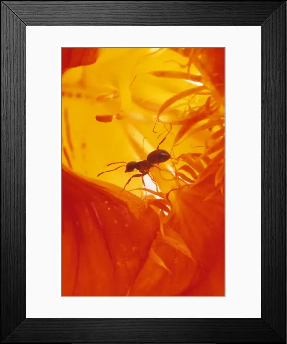 Framed Print : Black Garden Ants SPH 2431 UK Lasius niger © Steve Hopkin / ARDEA LONDON Framed Print : Black Garden Ants SPH 2431 UK Lasius niger © Steve Hopkin / ARDEA LONDON