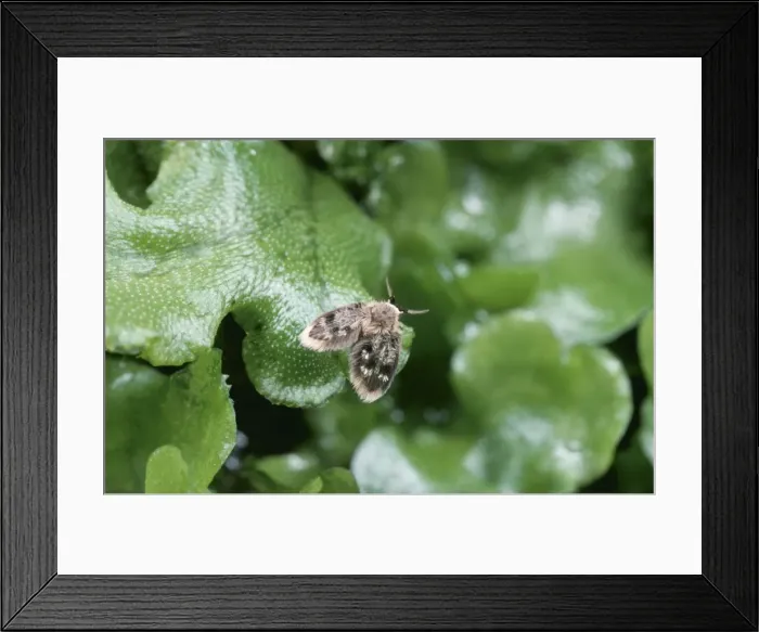 Framed Print : Owl Midge / Moth Fly SPH 2442 (Diptera) Pericoma fuliginosa © Steve Hopkin / ARDEA LONDON Framed Print : Owl Midge / Moth Fly SPH 2442 (Diptera) Pericoma fuliginosa © Steve Hopkin / ARDEA LONDON