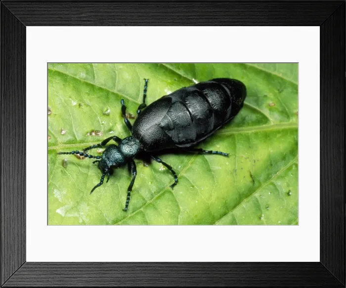 Framed Print : Oil Beetle Devon UK
