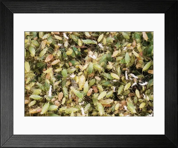 Framed Print : Pea Aphids SPH 2693 Huge swarm of greenfly, UK Acyrthosiphon pisum © Steve Hopkin / ARDEA LONDON Framed Print : Pea Aphids SPH 2693 Huge swarm of greenfly, UK Acyrthosiphon pisum © Steve Hopkin / ARDEA LONDON
