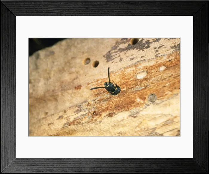 Framed Print : Kleptoparasitic Wasp - laying egg in Bee nest UK Framed Print : Kleptoparasitic Wasp - laying egg in Bee nest UK