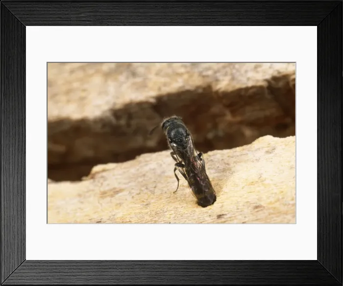 Framed Print : Kleptoparasitic Wasp - laying egg in Bee nest UK Framed Print : Kleptoparasitic Wasp - laying egg in Bee nest UK