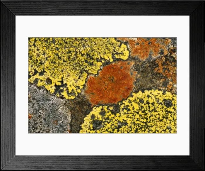 Framed Print : Crustose Lichens - On dry stone wall, Lake District, Cumbria, UK Framed Print : Crustose Lichens - On dry stone wall, Lake District, Cumbria, UK