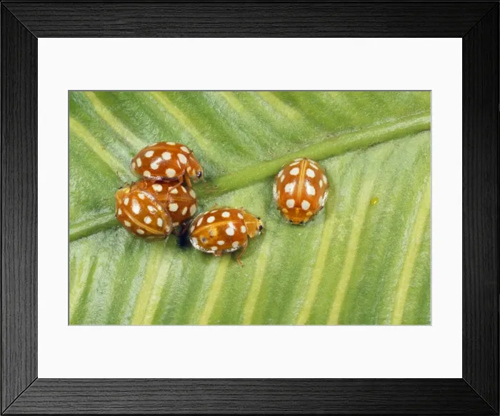 Framed Print : 14-spot Ladybird - aggregation UK Framed Print : 14-spot Ladybird - aggregation UK