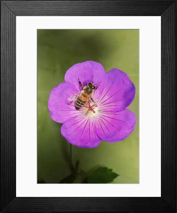 Framed Print : Honey Bee - collecting pollen UK Framed Print : Honey Bee - collecting pollen UK