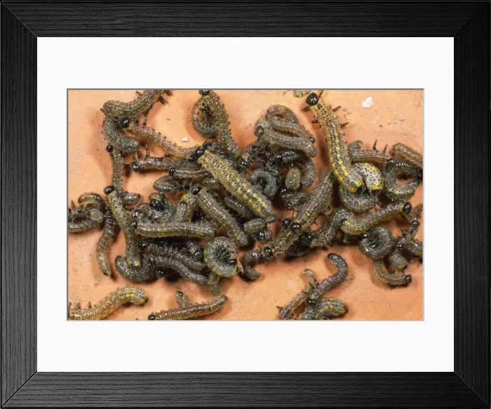 Framed Print : Berberis Sawfly Larvae - swarm UK Framed Print : Berberis Sawfly Larvae - swarm UK