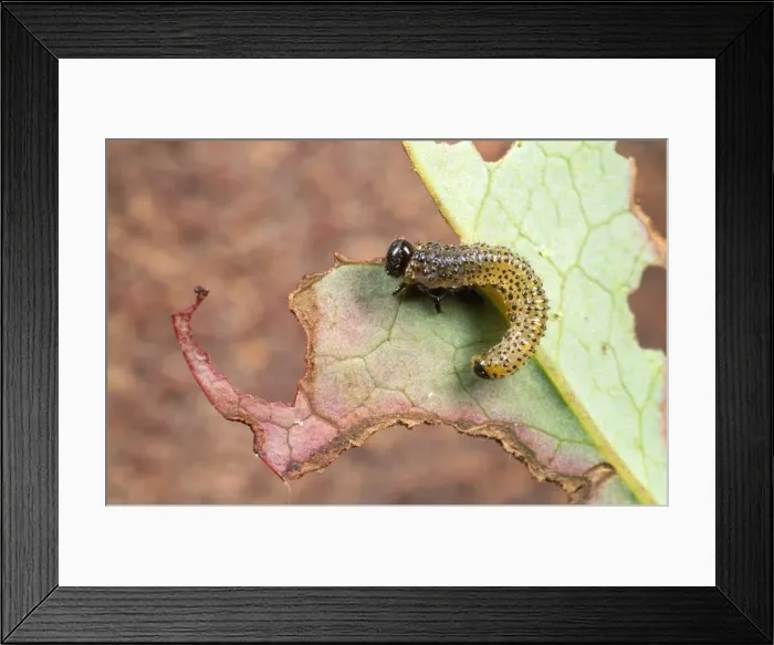 Framed Print : Berberis Sawfly Larvae - showing leaf damage. UK Framed Print : Berberis Sawfly Larvae - showing leaf damage. UK