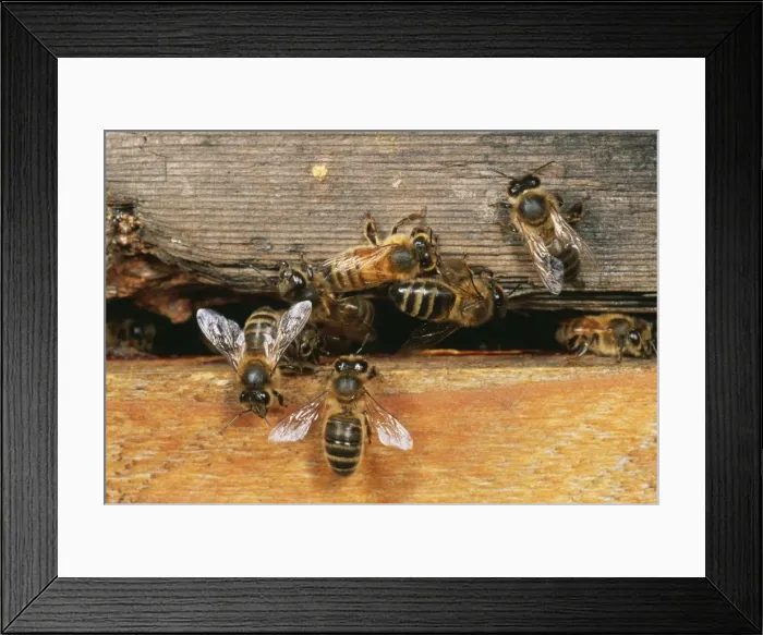 Framed Print : Honey Bee SPH 358 At hive entrance, UK. Apis mellifera © Steve Hopkin / ARDEA LONDON Framed Print : Honey Bee SPH 358 At hive entrance, UK. Apis mellifera © Steve Hopkin / ARDEA LONDON