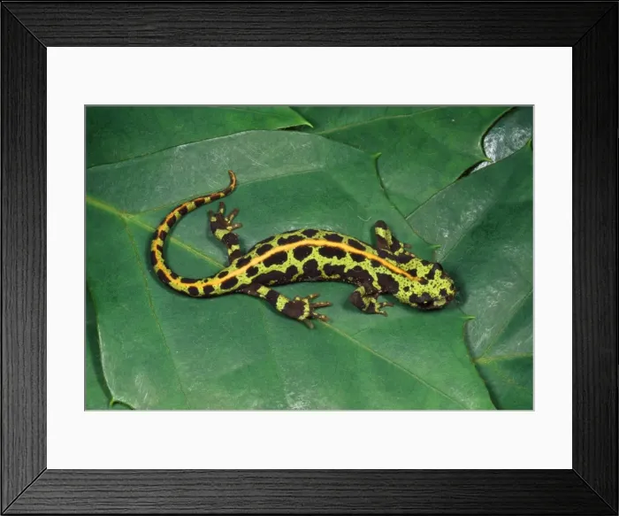 Framed Print : Marbled Newt South West Europe Framed Print : Marbled Newt South West Europe