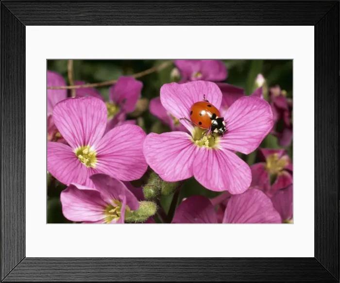 Framed Print : 7 Spot Ladybird SPH 714 On flower of Aubretica UK Coccinella 7 punctata © Steve Hopkin  /  ARDEA LONDON