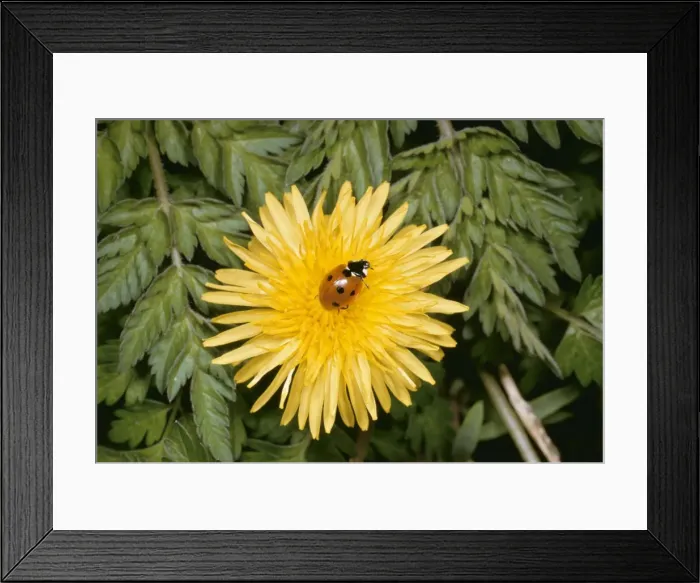 Framed Print : 7 Spot Ladybird SPH 742 On Dandelion flower UK Coccinella 7 punctata © Steve Hopkin / ARDEA LONDON Framed Print : 7 Spot Ladybird SPH 742 On Dandelion flower UK Coccinella 7 punctata © Steve Hopkin / ARDEA LONDON