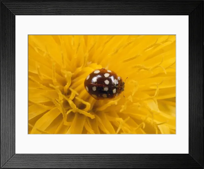 Framed Print : 14-spot Ladybird - on Dandelion flower UK Framed Print : 14-spot Ladybird - on Dandelion flower UK