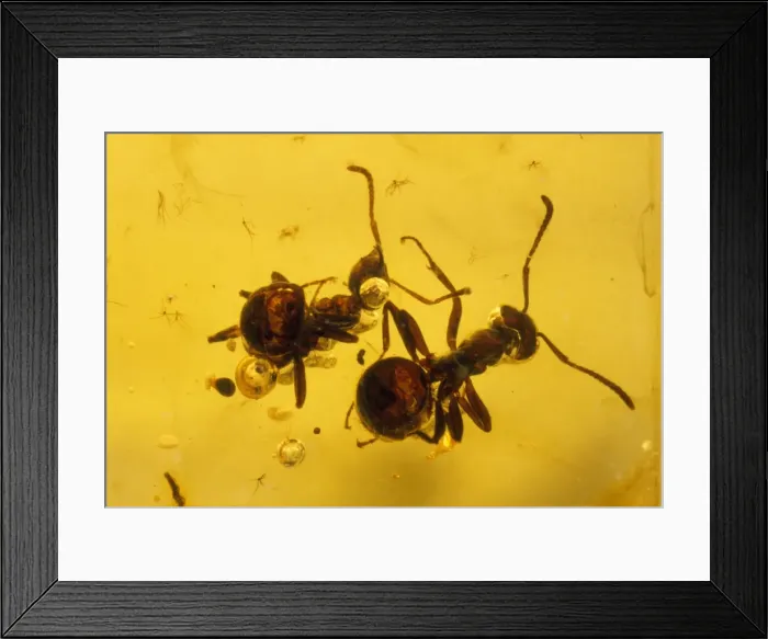 Framed Print : Ants - embrdded in baltic amber. Upper Eocene Framed Print : Ants - embrdded in baltic amber. Upper Eocene