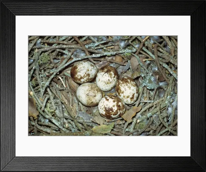 Framed Print : Sparrow Hawk Eggs Framed Print : Sparrow Hawk Eggs