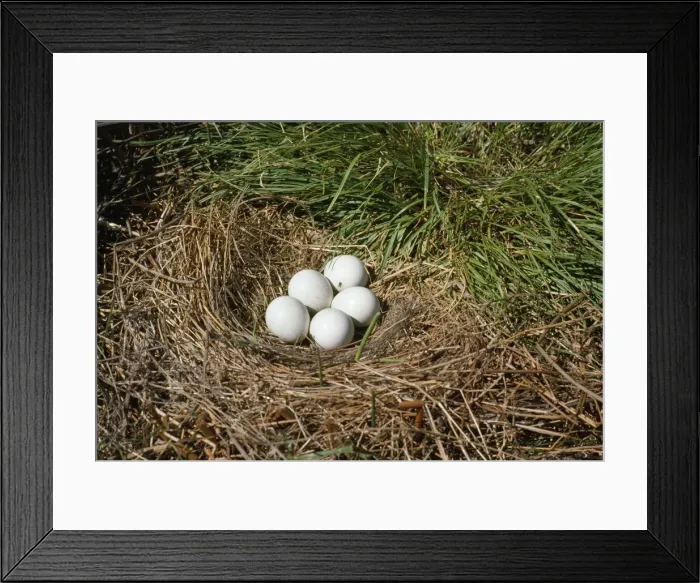 Framed Print : Hen Harrier - eggs in nest Framed Print : Hen Harrier - eggs in nest