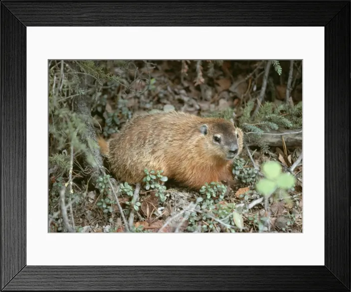 Framed Print : Woodchuck SR 3818 Marmota monax ochracea © S. Roberts / ARDEA LONDON Framed Print : Woodchuck SR 3818 Marmota monax ochracea © S. Roberts / ARDEA LONDON