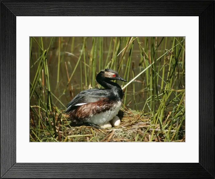 Framed Print : Black Necked / Eared Grebe SR 6424 Male on nest with eggs - White Lake, Nr Okanagan Falls, British Columbia, Canada Podiceps caspicus © S. Roberts / ARDEA LONDON Framed Print : Black Necked / Eared Grebe SR 6424 Male on nest with eggs - White Lake, Nr Okanagan Falls, British Columbia, Canada Podiceps caspicus © S. Roberts / ARDEA LONDON