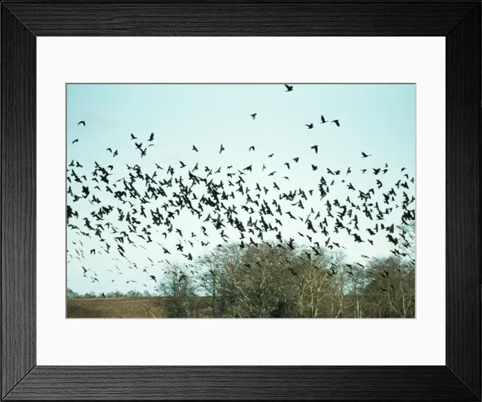 Framed Print : Rook SR 747 Corvus Frugilegus © S. Roberts / ARDEA LONDON Framed Print : Rook SR 747 Corvus Frugilegus © S. Roberts / ARDEA LONDON