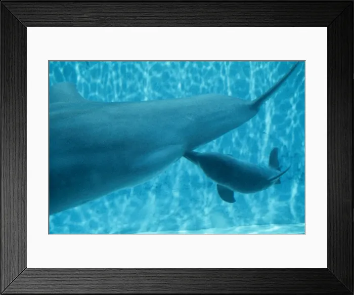 Framed Print : Bottlenose Dolphin STA 10 Nursing Tursiops truncatus © Augusto Leandro Stanzani  /  ARDEA LONDON