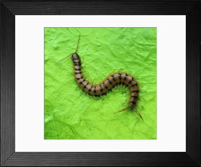 Framed Print : Centipede TEA 23 © Andy Teare / ARDEA LONDON Framed Print : Centipede TEA 23 © Andy Teare / ARDEA LONDON