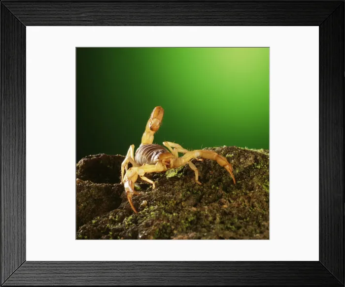 Framed Print : Scorpion TEA 5 Opisthophtalmus sp. © Andy Teare / ARDEA LONDON Framed Print : Scorpion TEA 5 Opisthophtalmus sp. © Andy Teare / ARDEA LONDON