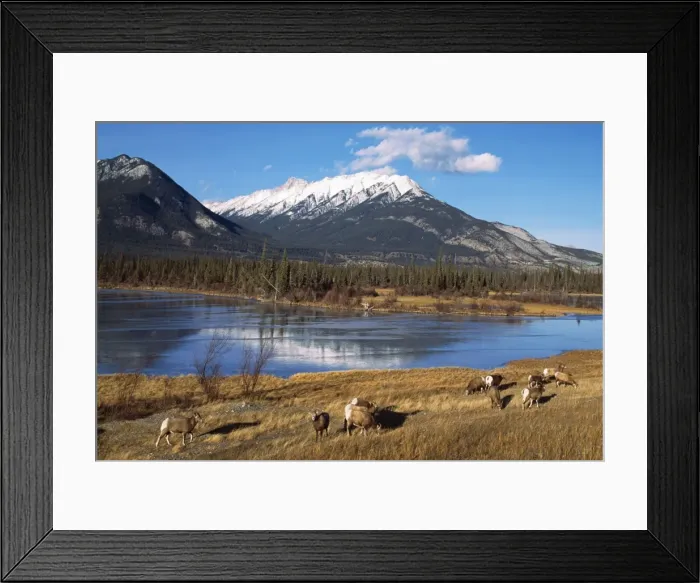 Framed Print : Rocky Mountain Bighorn Sheep TOM 109 Sheep grazing by mountain lake. Endangered - Jasper National Park, Alberta, Canada Ovis canadensis © Tom & Pat Leeson / ARDEA LONDONN Framed Print : Rocky Mountain Bighorn Sheep TOM 109 Sheep grazing by mountain lake. Endangered - Jasper National Park, Alberta, Canada Ovis canadensis © Tom & Pat Leeson / ARDEA LONDONN