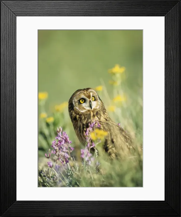 Framed Print : Short Eared Owl TOM 127 North America. Asio Flammeus © Tom & Pat Leeson / ARDEA LONDON Framed Print : Short Eared Owl TOM 127 North America. Asio Flammeus © Tom & Pat Leeson / ARDEA LONDON