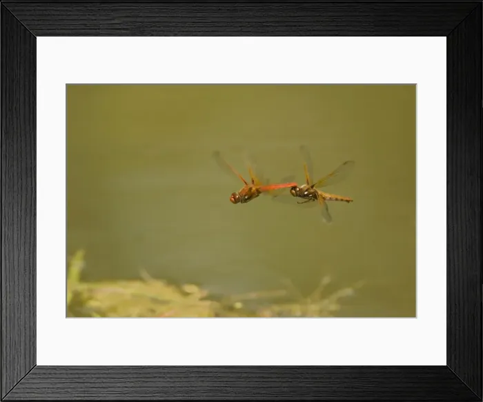 Framed Print : Cardinal Meadowhawk - male towing female during mating activities. Summer. Pacific Northwest. _A2A5836 Framed Print : Cardinal Meadowhawk - male towing female during mating activities. Summer. Pacific Northwest. _A2A5836