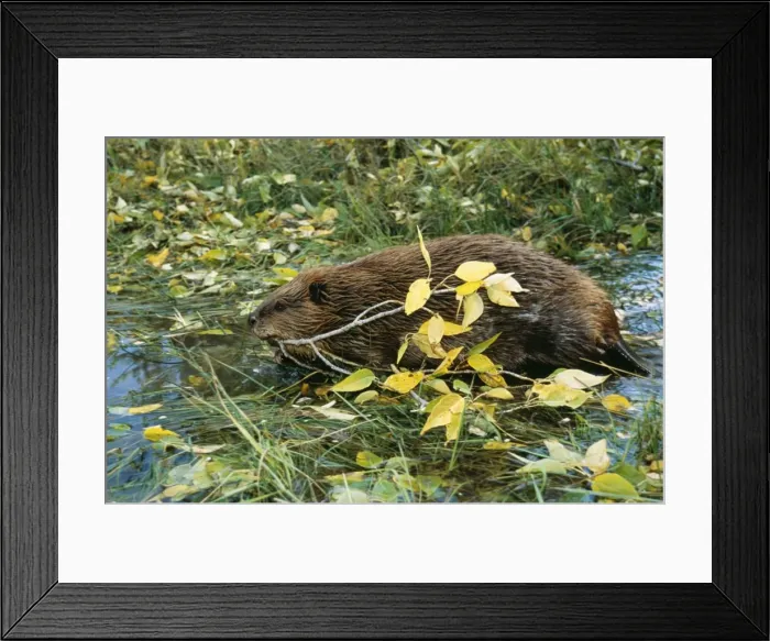Framed Print : American Beaver TOM 15 Western USA Castor canadensis © Tom & Pat Leeson / ARDEA LONDON Framed Print : American Beaver TOM 15 Western USA Castor canadensis © Tom & Pat Leeson / ARDEA LONDON
