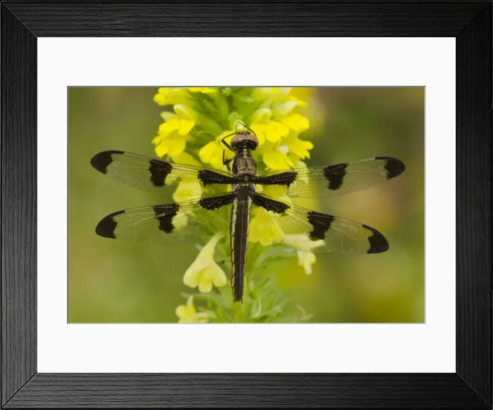 Framed Print : Twelve-spotted Skimmer Dragonfly - (I believe this is a female. ) Pacific Northwest, USA. _TPL0002 Framed Print : Twelve-spotted Skimmer Dragonfly - (I believe this is a female. ) Pacific Northwest, USA. _TPL0002