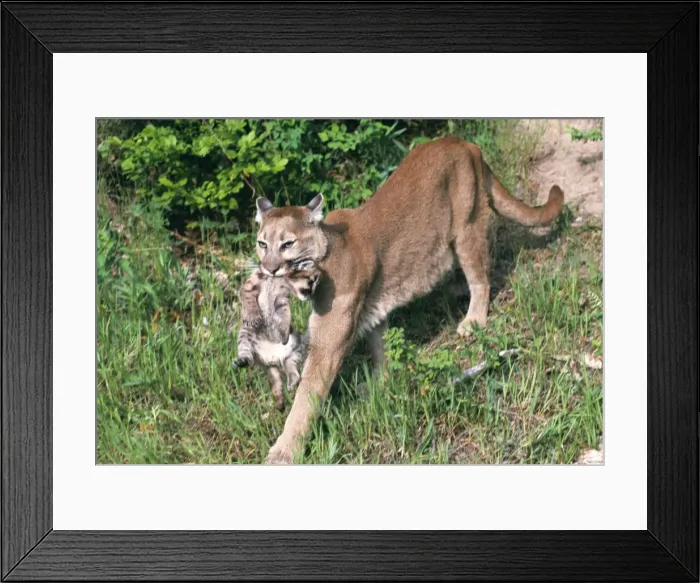 Framed Print : Cougar TOM 162 Carrying young cub in mouth, aka Mountain Lion - USA Felis concolor © Tom & Pat Leeson / ARDEA LONDON Framed Print : Cougar TOM 162 Carrying young cub in mouth, aka Mountain Lion - USA Felis concolor © Tom & Pat Leeson / ARDEA LONDON