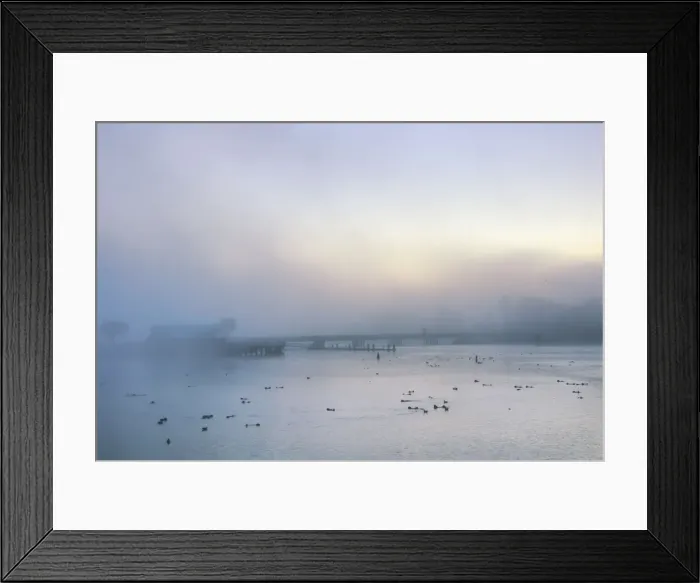 Framed Print : Sea Otter - raft at sunrise near Moss Landing, CA. _C2A0666 Framed Print : Sea Otter - raft at sunrise near Moss Landing, CA. _C2A0666
