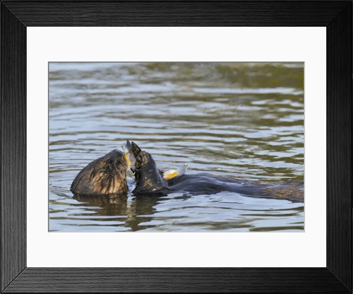 Framed Print : Sea Otter - in water feeding on mollusk - Monterey Bay - USA _C3A3597