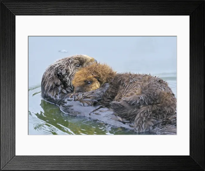 Framed Print : Sea Otters - mother with young pup with natal pelage - Monterey Bay - USA _C3A5865 Framed Print : Sea Otters - mother with young pup with natal pelage - Monterey Bay - USA _C3A5865