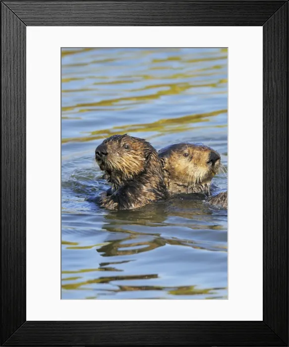 Framed Print : Sea Otter - mother with immature (3 to 4 month old on left) pup - Monterey Bay - USA _C3A6994 Framed Print : Sea Otter - mother with immature (3 to 4 month old on left) pup - Monterey Bay - USA _C3A6994