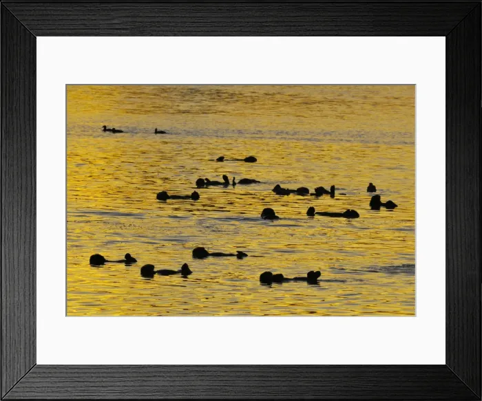 Framed Print : Sea Otter - raft at sunrise - California coast USA _C3A7926 Framed Print : Sea Otter - raft at sunrise - California coast USA _C3A7926