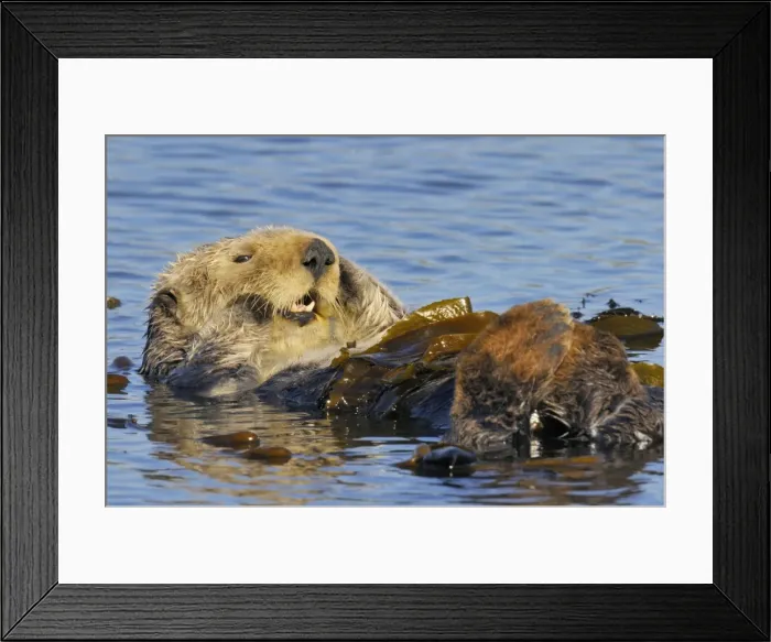Framed Print : Sea Otter - resting in kelp - Monterey Bay - USA _C3A8971 Framed Print : Sea Otter - resting in kelp - Monterey Bay - USA _C3A8971