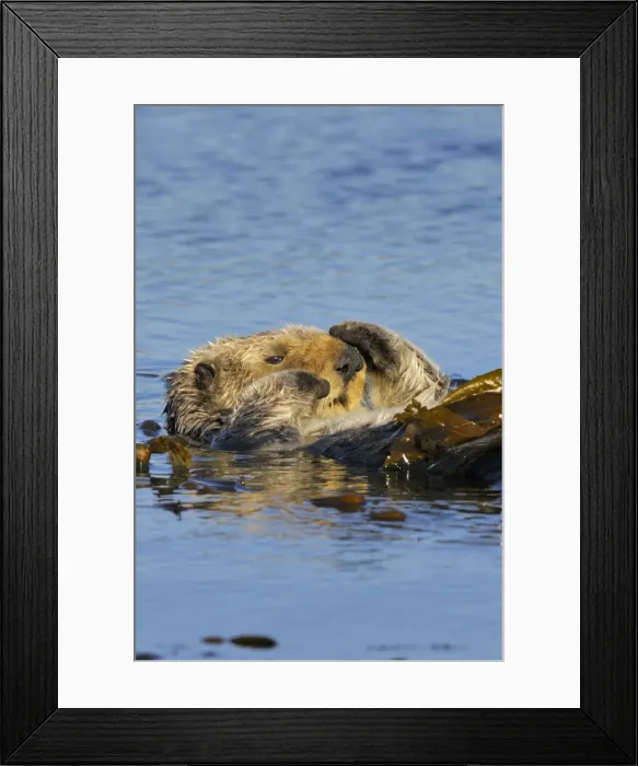 Framed Print : Sea Otter - wrapped in kelp - keeps otter from drifting away with the tide while napping - Monterey Bay - USA _C3A8979