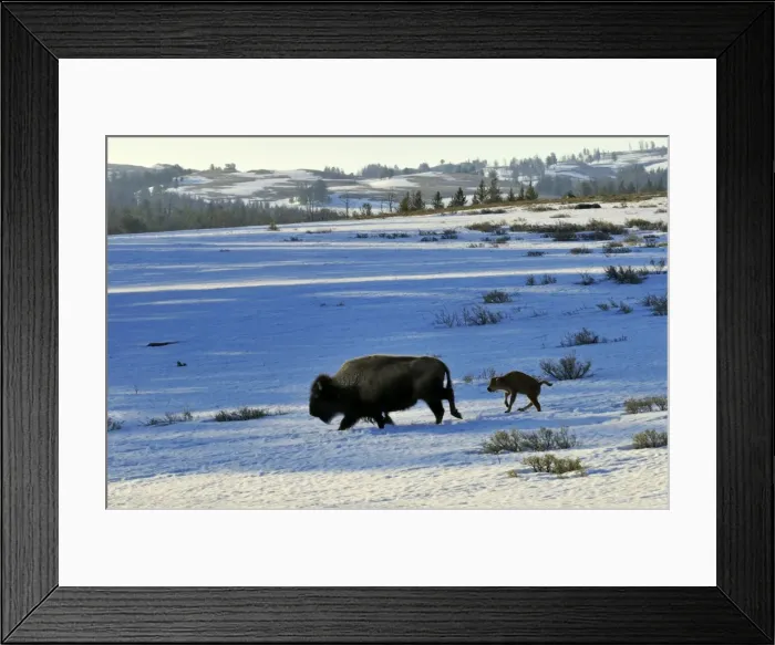 Framed Print : American Bison - cow with very young calf trudge across snow covered grasslands in early spring - Yellowstone National Park - Western USA _C3B0952