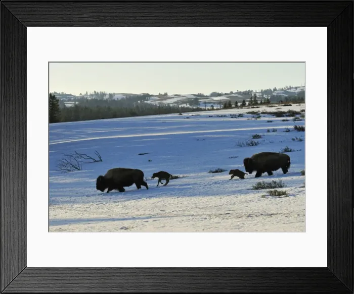 Framed Print : American Bison - cows with very young calves trudge across snow covered grasslands in early spring, Yellowstone National Park - Western USA _C3B0958 Framed Print : American Bison - cows with very young calves trudge across snow covered grasslands in early spring, Yellowstone National Park - Western USA _C3B0958