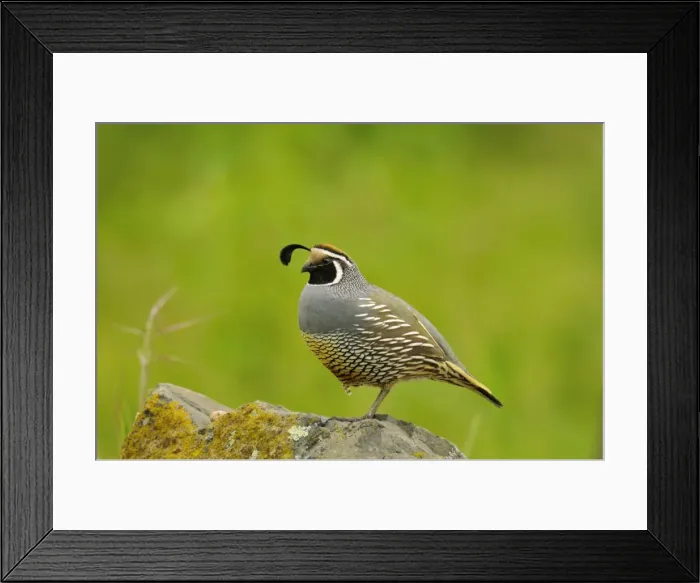 Framed Print : Male California Quail  /  California Valley Quail  /  Valley Quail. Pacific Northwest - USA - Spring _C3B1159