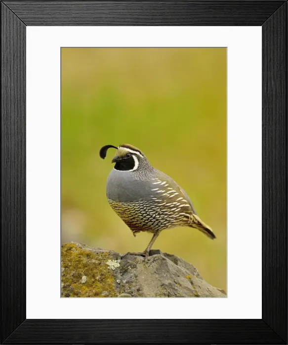 Framed Print : Male California Quail / California Valley Quail / Valley Quail - Pacific Northwest - USA _C3B1196 Framed Print : Male California Quail / California Valley Quail / Valley Quail - Pacific Northwest - USA _C3B1196