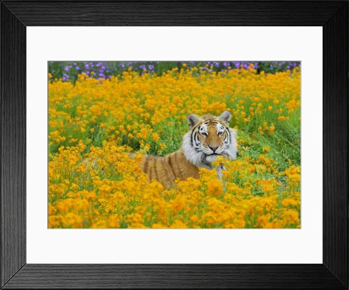 Framed Print : Bengal Tiger - in orange mustard flowers _C3B1579 Framed Print : Bengal Tiger - in orange mustard flowers _C3B1579