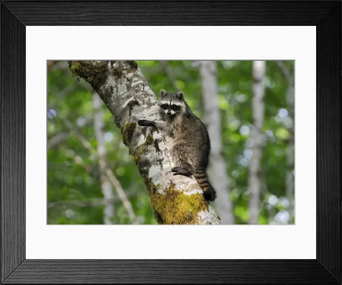Framed Print : Raccoon - on side of red alder tree in an alder tree grove (often referred to as an alder bottom) along the Queets River, Olympic National Park (rain forest), WA. USA - Summer _C3B2532 Framed Print : Raccoon - on side of red alder tree in an alder tree grove (often referred to as an alder bottom) along the Queets River, Olympic National Park (rain forest), WA. USA - Summer _C3B2532