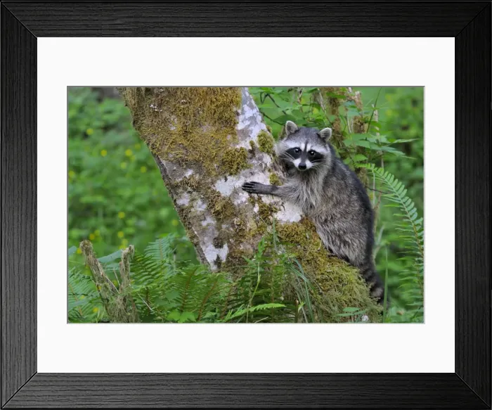 Framed Print : Raccoon - on side of red alder tree in an alder tree grove (often referred to as an alder bottom) along the Queets River, Olympic National Park (rain forest), WA. USA Summer _C3B2592 Framed Print : Raccoon - on side of red alder tree in an alder tree grove (often referred to as an alder bottom) along the Queets River, Olympic National Park (rain forest), WA. USA Summer _C3B2592