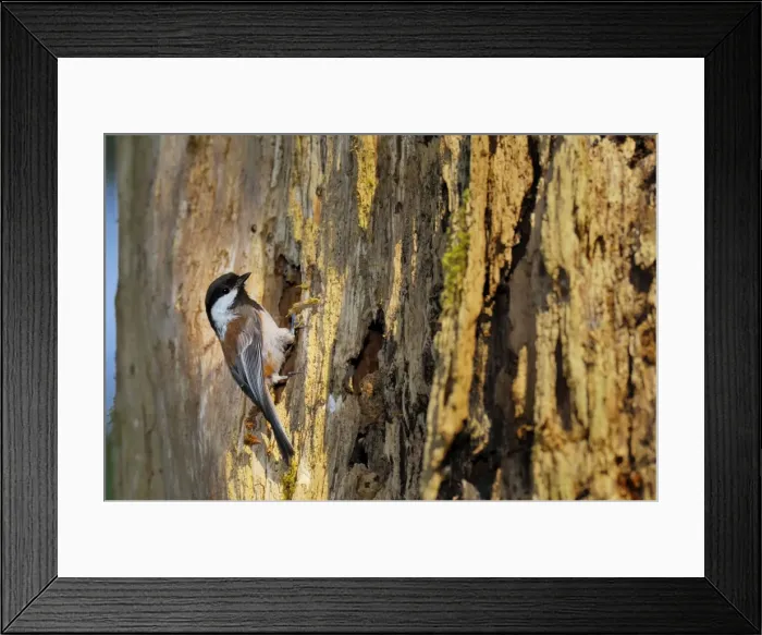 Framed Print : Chestnut-backed Chickadee - at nest cavity in old snag in old growth forest in Olympic National Park rain forest - WA - USA - June _C3B3123 Framed Print : Chestnut-backed Chickadee - at nest cavity in old snag in old growth forest in Olympic National Park rain forest - WA - USA - June _C3B3123