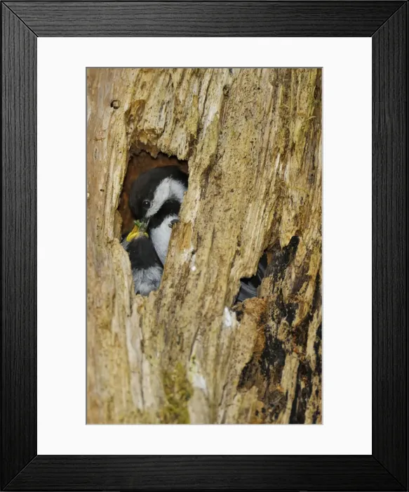 Framed Print : Chestnut-backed Chickadee - at nest cavity feeding young - in old snag in old growth forest in Olympic National Park rain forest - WA - USA - June _C3B4275 Framed Print : Chestnut-backed Chickadee - at nest cavity feeding young - in old snag in old growth forest in Olympic National Park rain forest - WA - USA - June _C3B4275